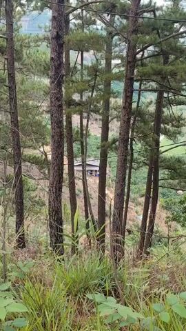 The video presents a static, medium shot of a hilly landscape partially obscured by a thicket of tall, slender pine trees in the foreground. These trees are characterized by their straight, brown trunks and green needles. At the base of the trees, the ground is covered with a mix of tall green grass and dry, brown vegetation. Through the gaps between the trees, a glimpse of a rural scene is visible. In the distance, a small, simple building with a grey roof stands on a gentle slope. Further back, terraced hillsides covered in greenery stretch into the distance, creating a layered, mountainous backdrop. Overhead, power lines are visible among the tree branches, and the sky appears overcast. The overall impression is one of a natural, slightly overgrown landscape with human habitation integrated into the environment.