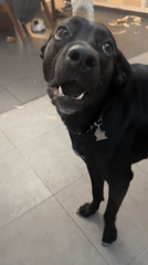 Black dog plays indoors in Mexico City home