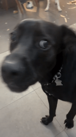 Black dog plays indoors in Mexico City home