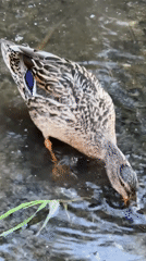 Afternoon wildlife watching and leisure at Moscow waterfront park
