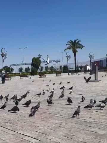 The video shows a person in a white shirt and dark pants feeding pigeons in a large, open, paved area. Many pigeons are gathered on the ground, some flying. In the background, there are palm trees, benches, lampposts, and a monument. The sky is clear and blue. The person is actively throwing something to the birds, causing a flurry of activity as they flock to eat.