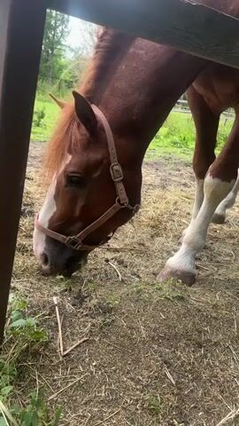 A close-up video shows a brown horse with a white blaze on its face grazing in a field. The horse is wearing a brown halter. The ground is covered with dry grass and some green vegetation. In the background, trees and foliage are visible, suggesting a rural or natural setting. A dark wooden fence post is in the foreground on the left side of the frame. The lighting appears to be natural, indicating it's daytime, possibly late afternoon or early morning based on the soft light. The horse seems calm and focused on eating. No text is visible in the video. The scene is set in Gorki Leninskiye, Russia.