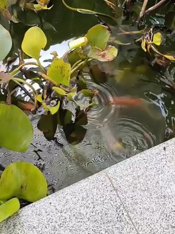 Here is a detailed description of the video:

The video shows a small pond or water feature with aquatic plants. The camera is positioned at the edge of the pond, near a tiled stone border. There are numerous green leaves of aquatic plants floating on the surface of the water, along with some dried leaves and stems. The water is slightly murky but clear enough to see some indistinct movement or patterns beneath the surface. The camera does not move significantly, providing a static view of the water and the plants.  The video captures the interplay of light and shadow on the water's surface, creating rippling patterns.
