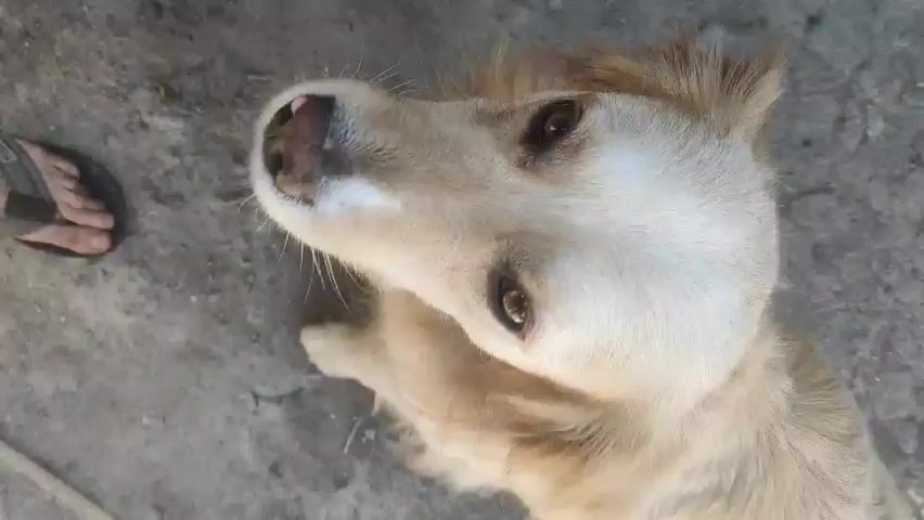 This is a close-up, shaky video of a golden retriever dog. The dog's head is angled downwards and to the left, with its tongue out, seemingly licking something. A person's hand and foot are visible in the background, with the hand appearing to be touching or petting the dog. The environment appears to be outdoors, with a ground surface that looks like dirt or concrete. The lighting is natural and appears to be daytime.