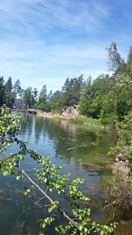 The video captures a person jumping into a body of water from a height, presumably a rock cliff, given the natural, wooded surroundings and the rocky outcrop visible on the right bank. The water appears to be a lake or a calm river, with a clear green hue and visible aquatic plants. A low-hanging branch of a tree with green leaves frames the lower left portion of the scene, and a splash is visible in the water just after the jump.

In the background, a forested shoreline stretches across the frame, dotted with evergreen trees. Further in the distance, there are hints of structures and a bridge or pier, and several other people are visible on the shore or in the water, suggesting a popular recreational spot. The sky is blue with scattered white clouds, indicating a clear and pleasant day. The lighting suggests it is daytime, likely mid-morning or afternoon.

The activity is clearly a recreational one, with the jump and the presence of other individuals enjoying the water. The overall mood conveyed is one of summer leisure and outdoor activity. There is no visible text in the media file. The location context provided is Drammen, Norway, which aligns with the description of a natural, potentially mountainous or hilly, wooded area with a lake or fjord.