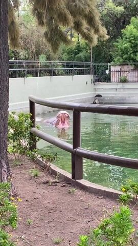 Here's a description of the video:

The video shows a hippopotamus in a pond at a zoo. The hippo is partially submerged in green water. It opens its mouth wide, revealing its pink interior. The pond is enclosed by a gray concrete wall and a dark brown wooden railing. In the foreground, there's a tree trunk and some small green bushes with yellow flowers. In the background, there are more trees and some fencing, creating a naturalistic zoo exhibit. A child's voice speaks.