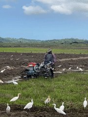 Farmer tills rice paddies amid white egrets in Sri Lanka