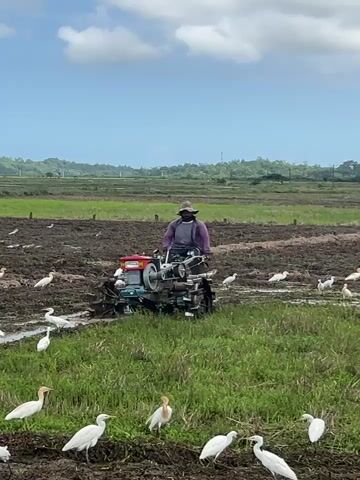 A farmer is operating a small, blue and red tractor in a muddy field. He is wearing a purple long-sleeved shirt and a wide-brimmed hat. The tractor is churning up the mud. The field is populated by many white birds, likely egrets, some of which are standing still and some of which are moving around. The sky is blue with scattered clouds. In the background, there are green fields and trees.