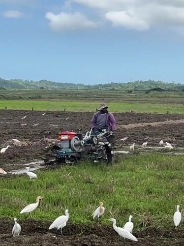 Farmer tills rice paddies amid white egrets in Sri Lanka