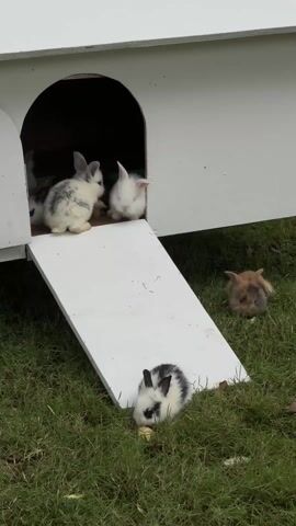 The video shows a group of baby rabbits in and around a white rabbit hutch placed on a lawn of green grass. The hutch has an arched opening and a slanted ramp. Three rabbits are visible near the hutch's entrance: one with white and grey patches is sitting on the ramp, a white rabbit is sitting behind it and a rabbit with similar white and grey patches is eating on the grass at the base of the ramp. A fourth, brownish rabbit is eating on the grass near the edge of the ramp.