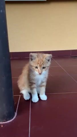 A small ginger kitten with white paws sits on a tiled floor next to a dark grey pole. The kitten has its head lowered and appears to be grooming itself or interacting with something on the floor. The background is a yellow wall with a brown trim. The kitten is positioned in the center of the frame and is the primary subject of the video.