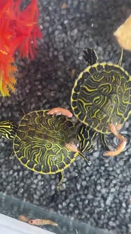 This video shows two young turtles in an aquarium. The aquarium has a dark gravel substrate and a red artificial plant in the upper left corner. The turtles are patterned with yellow and black markings on their shells and heads. They are both interacting with small, pinkish-orange food items, likely dried shrimp or brine shrimp. One turtle is positioned above the other, and both are actively eating or attempting to eat the food. There are additional food items scattered on the gravel at the bottom of the tank. The turtles are in shallow water, with some bubbles visible in the water.
