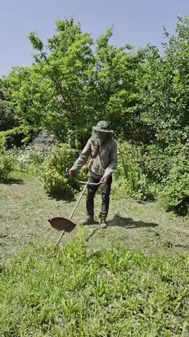 In this video, a person is seen mowing tall grass with a string trimmer in an outdoor setting. The person is wearing a beekeeper's suit, which includes a hat with a mesh veil covering their face and neck, a long-sleeved shirt, and pants. They are holding the string trimmer with both hands and appear to be operating it efficiently. The trimmer has a curved shaft and a large, circular cutting head.

The scene is set in a sunlit area with lush green vegetation. Tall trees with dense foliage form a backdrop, suggesting a rural or semi-rural location. The ground is covered in thick grass, some of which has already been cut and lies on the ground. The weather appears to be clear and sunny, with a bright blue sky visible.

The activity of mowing the grass with a string trimmer is the primary focus of the video. The person is systematically working their way through the overgrown area. The presence of the beekeeper's suit suggests that the area being mowed might be near beehives or an apiary.

Notable details include the protective gear worn by the individual, which is essential for working around bees. The time of day is clearly daytime due to the strong sunlight and shadows cast. The overall impression is one of diligent work in a natural environment, possibly related to beekeeping maintenance. There is no visible text in the media file.