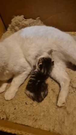 Cat and kitten rest together in box, Bulgaria