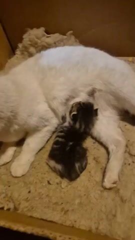 The video shows a white cat and a small tabby kitten in a cardboard box. The box is lined with a beige blanket and some off-white fluffy material. The kitten is lying next to the cat and appears to be nursing. The cat is lying on its side, looking toward the left. The background is blurred and shows what appears to be a rough, possibly stone or concrete, surface. There is a sound of someone speaking, and they mention the name "Belka".
