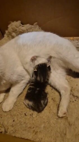 Cat and kitten rest together in box, Bulgaria