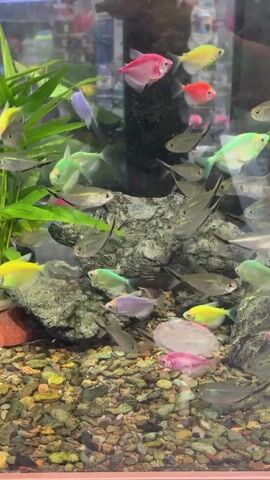 The video shows an aquarium filled with numerous small, colorful fish. The fish are swimming amongst rocks, gravel, and some green aquatic plants. The fish are of various bright colors, including pink, green, yellow, and purple, as well as some silver-colored fish. The aquarium appears to be in a well-lit environment, possibly a pet store or a home aquarium. The camera is positioned to capture a side view of the aquarium.