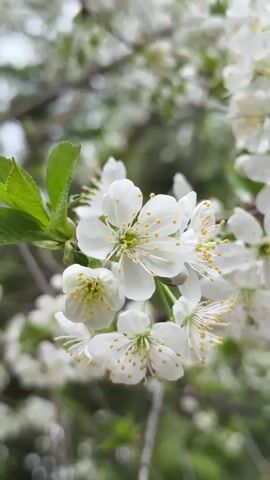 The video shows a branch of a tree with white blossoms. The camera focuses on the flowers, moving slightly to show the density of blossoms and buds on the branch. The background is blurred, suggesting a broader context of trees and possibly a building, but the primary focus remains on the white flowers.
