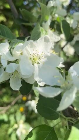 The video shows a close-up of a blooming apple tree. The camera focuses on the white blossoms and green leaves, with sunlight filtering through. The background is a blurry mix of green grass and yellow wildflowers. A small insect is visible on one of the leaves. A hand reaches out and briefly touches a cluster of the apple blossoms.