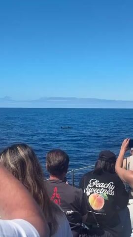 The video captures a scene from a boat, with several passengers looking out towards the open ocean. The clear blue sky meets the deep blue sea on the horizon, where a faint outline of land can be seen. Two dolphins are visible in the water, their dorsal fins emerging from the surface. The passengers seem to be focused on watching the dolphins, with one person holding up a phone to possibly take pictures or videos. The overall setting suggests a wildlife tour or sightseeing excursion at sea on a bright, sunny day.