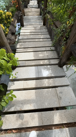 Morning walk through a lush lily pond garden in Thuận An