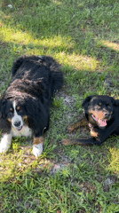 Dogs rest and play in grassy field in Ukraine