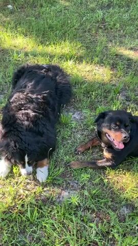 The video shows two dogs lying on the grass in an outdoor setting. The dog on the left is a Bernese Mountain Dog, characterized by its long, black, white, and tan fur. It is lying on its side, with its head up and looking towards the camera. Its mouth is open, and it appears to be panting. The dog on the right is a Rottweiler, with short, black and tan fur. It is also lying on its side, facing the camera with its mouth open and tongue out, panting. The grass is green and appears somewhat dry in patches. There are shadows cast on the ground, indicating it is daytime and sunlight is present. The background is blurred but appears to be a natural environment with more grass and possibly trees. The video is a close-up shot of the two dogs.
