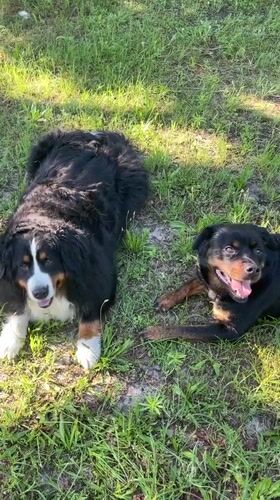Dogs rest and play in grassy field in Ukraine