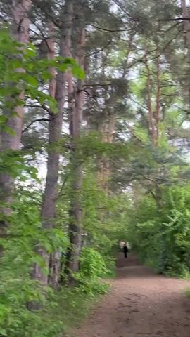 The video shows a forest scene. Tall pine trees with textured bark dominate the frame. There are also leafy green deciduous trees interspersed among the pines. A dirt path can be seen on the right side of the frame. A solitary figure walks along the path in the distance. The sky appears overcast.
