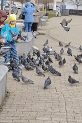 Girl feeds pigeons in plaza as families watch