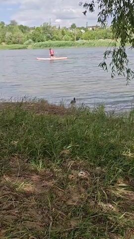 A person stands on a paddleboard and paddles across a body of water. In the foreground, tall green grass and some dry leaves cover the ground. The water is calm and a duck swims near the shore. In the background, trees and buildings are visible on the opposite bank. The sky is partly cloudy.