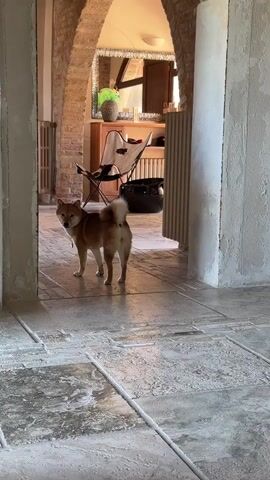 A Shiba Inu dog stands in a doorway, looking back over its shoulder. The dog is tan and white with a curled tail. The floor is tiled and appears wet in places. The setting is an interior space that seems to be under renovation, with exposed beams and unfinished walls. In the background, an arched doorway leads to another room with a wooden dresser, a butterfly chair, and a large mirror. A radiator is visible on the left wall. The lighting suggests it is daytime.