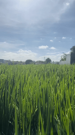 Woman documents morning visit to North Kuta rice fields