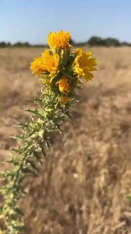 A close-up shot focuses on a tall, thorny plant with a cluster of yellow flowers at its top. The plant stands out against a blurred background of dry, brown grass and a clear blue sky. The camera is positioned slightly below the flower head, looking up, and the focus shifts subtly between the foreground plant and the background, creating a shallow depth of field effect. The plant itself is green with sharp, pointed leaves or bracts. The flowers are small and delicate, appearing somewhat wispy. The overall impression is of a wild plant in a dry, open field.