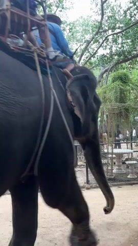 The video shows an elephant walking from left to right. A metal saddle is secured to the elephant's back, carrying two people. The elephant is large and dark-skinned. The ground is dirt. In the background, there are trees and foliage. A fence is visible to the left. The elephant is moving towards a covered structure on the right. The lighting suggests it is daytime.