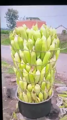 A stationary shot focuses on a large bundle of green corn on the cob contained within a black pot. The corn is tightly packed, bound together with cord, and appears fresh. The pot rests on a rocky surface near a road. In the background, a building with a red roof is visible, along with a green and white gas station. As the camera slowly pans right, a woman wearing a red dress and a purple shirt enters the frame. She is bending over, picking up loose corn husks from the ground surrounding the pot. The scene appears to be set in a rural or semi-rural area.