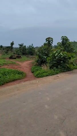 The video shows a group of people running on an asphalt road in a rural area. The road is bordered by vegetation on both sides. The sky is overcast, and the overall environment appears to be outdoors. 

The runners are wearing sports attire, including vests and shorts. One runner in particular is wearing a pink vest with the number "8" on it. The runners are moving away from the camera, and the video follows their progress down the road.