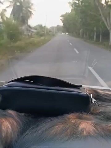 The video shows a view from inside a vehicle traveling down a straight, paved road. A black bag rests on a furry dashboard cover in the foreground. The road is lined with trees and vegetation on both sides. In the distance, two vehicles with headlights are visible, and a motorcycle passes by. The sky is bright, indicating daylight.