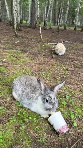 A medium shot shows two rabbits in a forest. In the foreground, a gray and white rabbit is lying down and sniffing the opening of a disposable coffee cup. Its ears are perked up. In the background, a smaller, fluffy light-colored rabbit is facing away from the camera. The ground is covered with dirt, moss, and some green plants. Birch trees with white trunks and green foliage surround the area. The lighting is overcast.