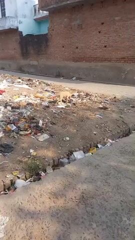 A light-colored dog scavenges in an area littered with trash. The trash consists of various types of plastic bags, food wrappers, paper, and other discarded items. The ground surrounding the trash is a mix of dirt and debris.  A building with a brick wall and a gray wall is visible in the background. The scene is shot from a ground-level perspective.  Someone speaks to the dog, calling it an Indian dog and encouraging it to come on.
