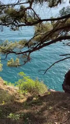The video shows a view of the ocean from a rocky cliff partially framed by trees and vegetation. The water is turquoise with light glinting on its surface, suggesting a sunny day. The trees have green needles and dark branches.  The vegetation on the cliff consists of green bushes and grasses, mixed with fallen pine needles.