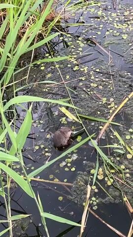 A brown muskrat is partially submerged in dark water surrounded by green reeds and floating green vegetation. The muskrat is facing right and appears to be chewing on a piece of vegetation. The water has patches of algae and debris.