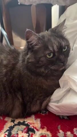 A medium shot video shows a cat lying on a red rug in a white plastic bag. The cat is gray and appears to be domestic short hair. Its eyes are a light shade of green. A wooden chair is behind the cat. Someone can be heard speaking in the background.