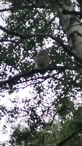 A young owl sits on a tree branch. The owl is light brown and fluffy. The owl is facing to the left. The owl is looking at the ground. The owl is surrounded by green leaves and branches. The sky is visible in the background. The owl is very still.
