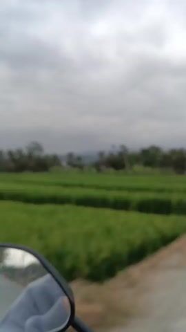 The video is an outward-facing, slightly blurred shot from the perspective of someone riding on a vehicle, likely a motorcycle, judging by the presence of a side mirror in the foreground. The mirror reflects a person's hand, clad in a light-colored sleeve. The scene outside the vehicle features agricultural fields, characterized by rows of lush green crops. Beyond the fields, a line of trees forms a backdrop, with a few buildings scattered within. The sky is overcast, with a gray, cloudy expanse dominating the upper portion of the frame. As the vehicle moves, the landscape passes by, with the green fields and trees continuing to be the dominant visual elements. In the latter part of the video, there are glimpses of structures, including some with blue paneling, and vegetation, possibly banana trees, alongside the path. A small flag, with red, white, and blue elements, is visible on a pole on the right side of the frame towards the end. The overall impression is that of a rural journey through a cultivated area under a cloudy sky.