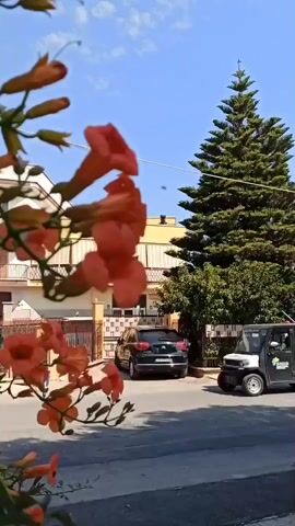 A handheld, medium shot video pans right across a street scene. In the foreground, an out-of-focus cluster of vibrant orange trumpet-shaped flowers dominate the left side of the frame. Behind the flowers, the paved street is visible, with a small, dark-colored utility vehicle with a white cargo bed driving away from the camera on the right side of the road. A dark-colored passenger car is parked in a driveway to the right of the utility vehicle. In the background, a multi-story residential building with a yellow facade and white window trim stands behind a fence and some greenery. A tall, slender evergreen tree is positioned to the right of the building. The sky is a clear, bright blue with a few wispy white clouds. The sun is shining, creating bright highlights and shadows.