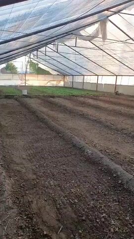 The video shows the interior of a greenhouse with a transparent plastic roof supported by metal framing. The floor is covered in soil with neatly tilled rows. In the background, there are patches of green plants, possibly seedlings, growing in the soil. The lighting suggests it is either early morning or late afternoon, with sunlight filtering through the translucent roof. The overall impression is of an agricultural setting, likely a nursery or a farm preparing for planting.