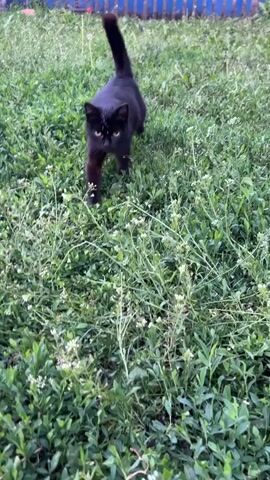 A black cat with golden eyes and some white specks on its forehead walks slowly towards the camera through a field of green grass and small white wildflowers. The cat's tail is held upright. The camera moves backward slightly, maintaining focus on the cat as it approaches.