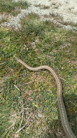 Snake spotted crossing terrain in Bulgarian village