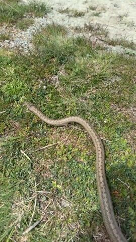 The video shows a snake slithering across grass and gravel. The snake is light brown with a pattern of dark spots on its back. The grass is green and interspersed with patches of brown and gravel. The camera follows the snake as it moves.